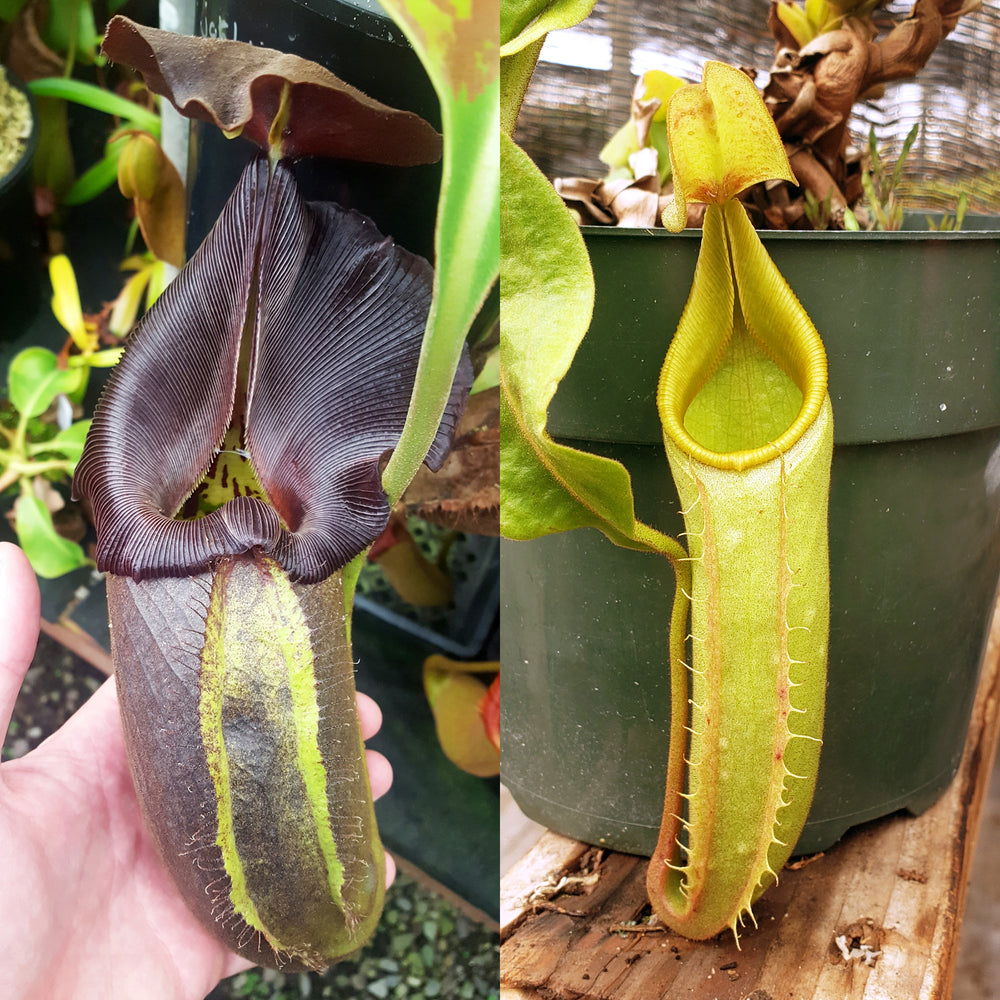 Nepenthes Royal Valor