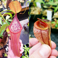Nepenthes Secret Twinkle