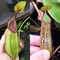 Nepenthes Stoic Agent