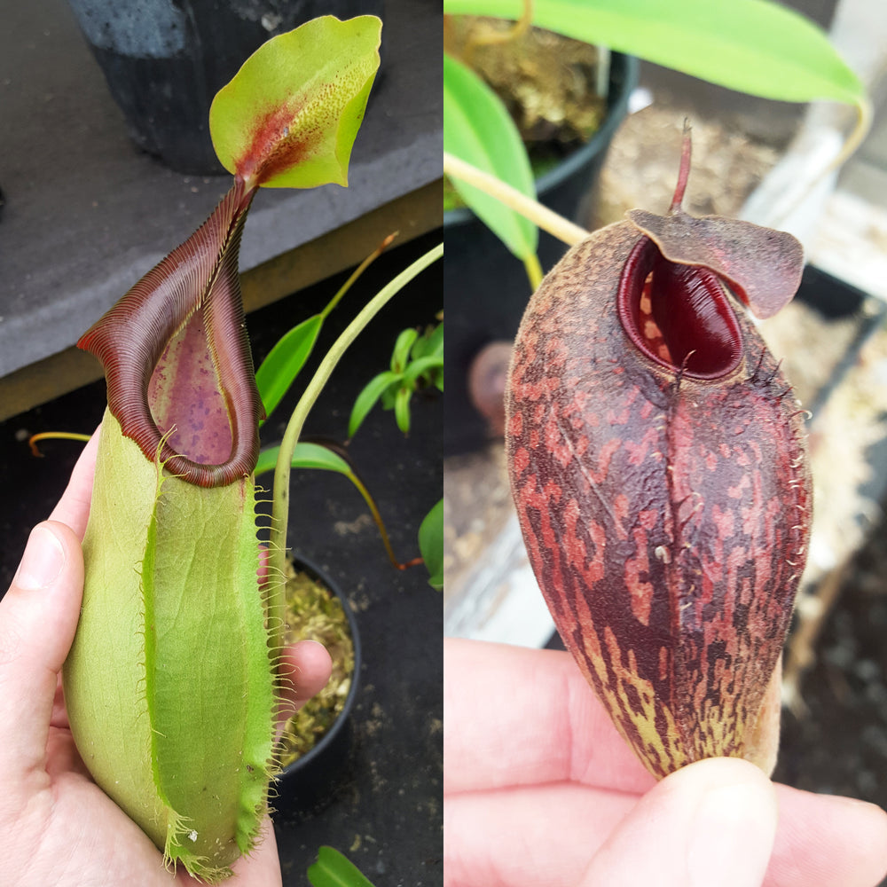 Nepenthes Stoic Angel