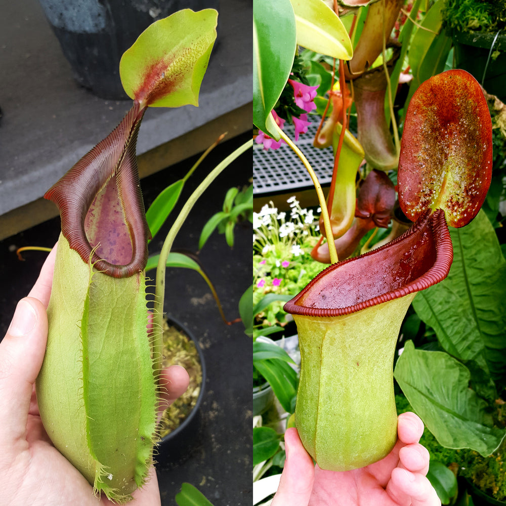 Nepenthes Stoic Beast
