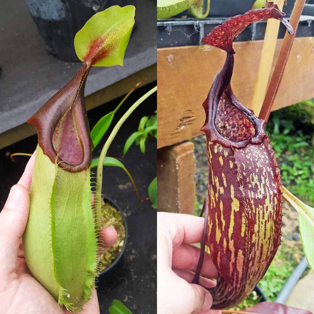 Nepenthes Stoic Machine | Predatory Plants