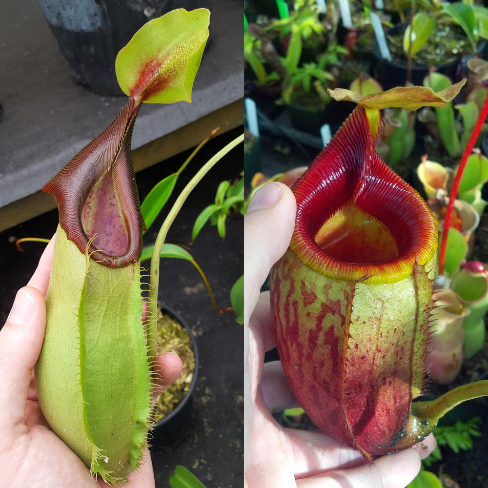 Nepenthes Stoic Mirror