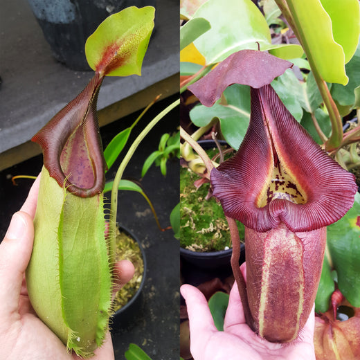 Nepenthes Stoic Rampage