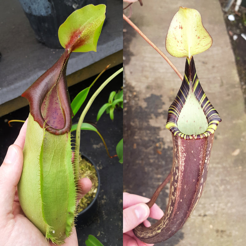 Nepenthes Stoic Sin