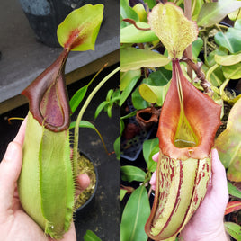 Carnivorous Plant Nursery | Buy Carnivorous Plants For Sale | Sundew