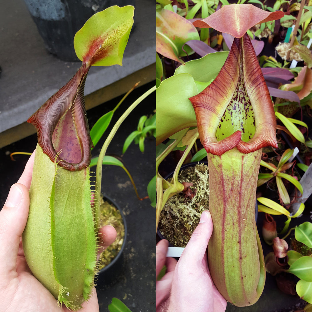 Nepenthes Stoic Tide
