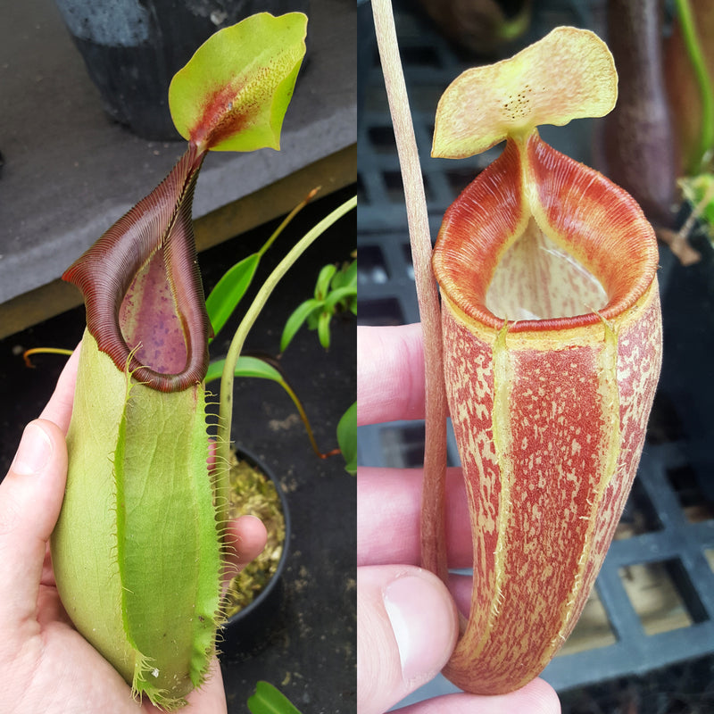 Nepenthes Stoic Triumph
