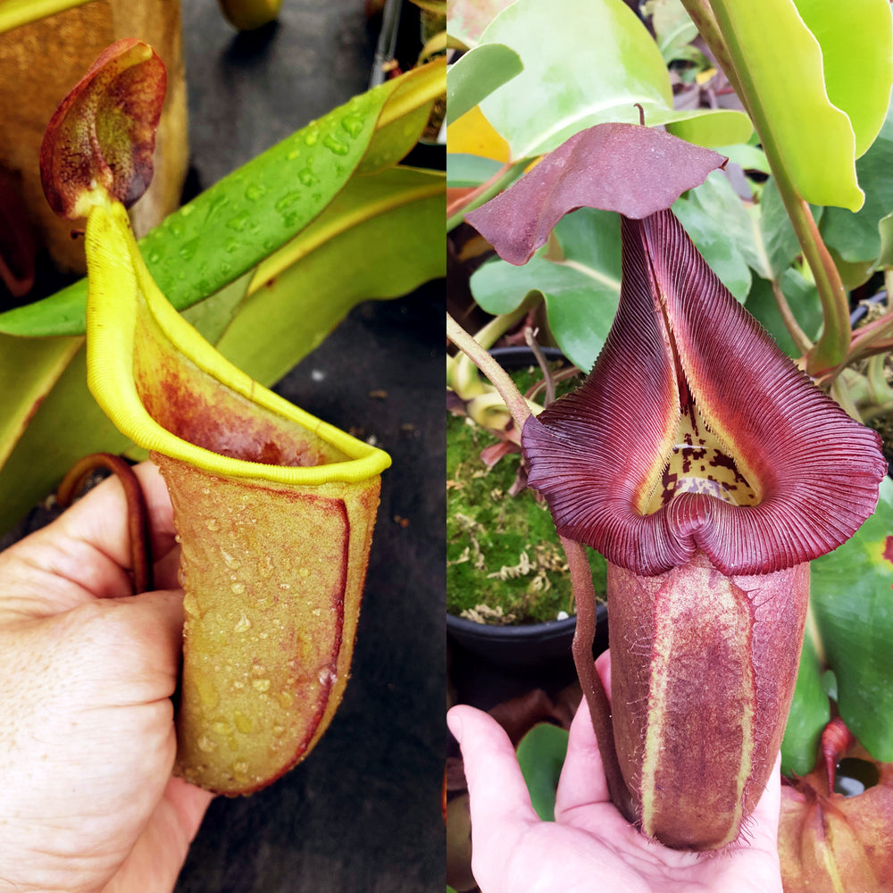 Nepenthes Talent Rampage