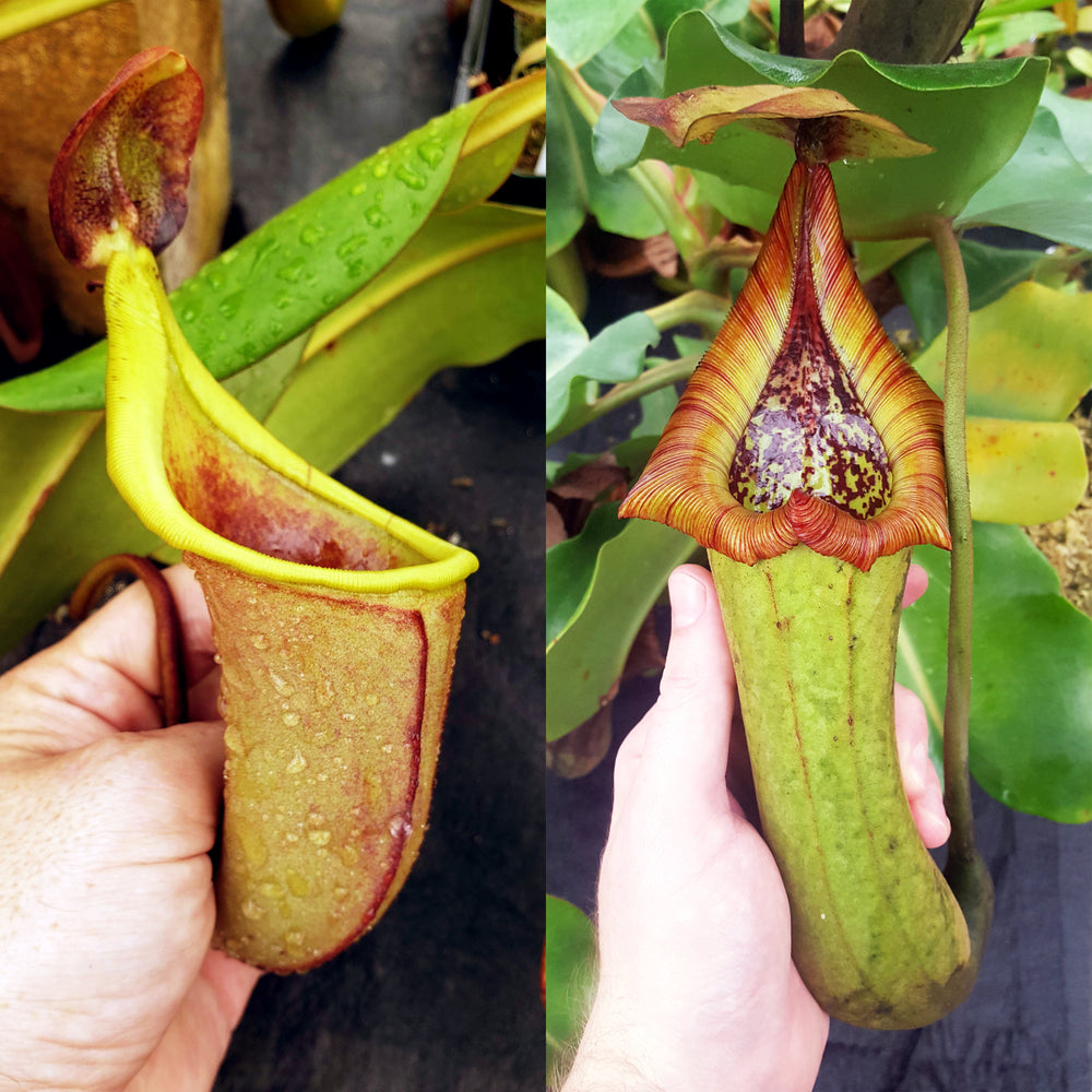 Nepenthes Talented Tower
