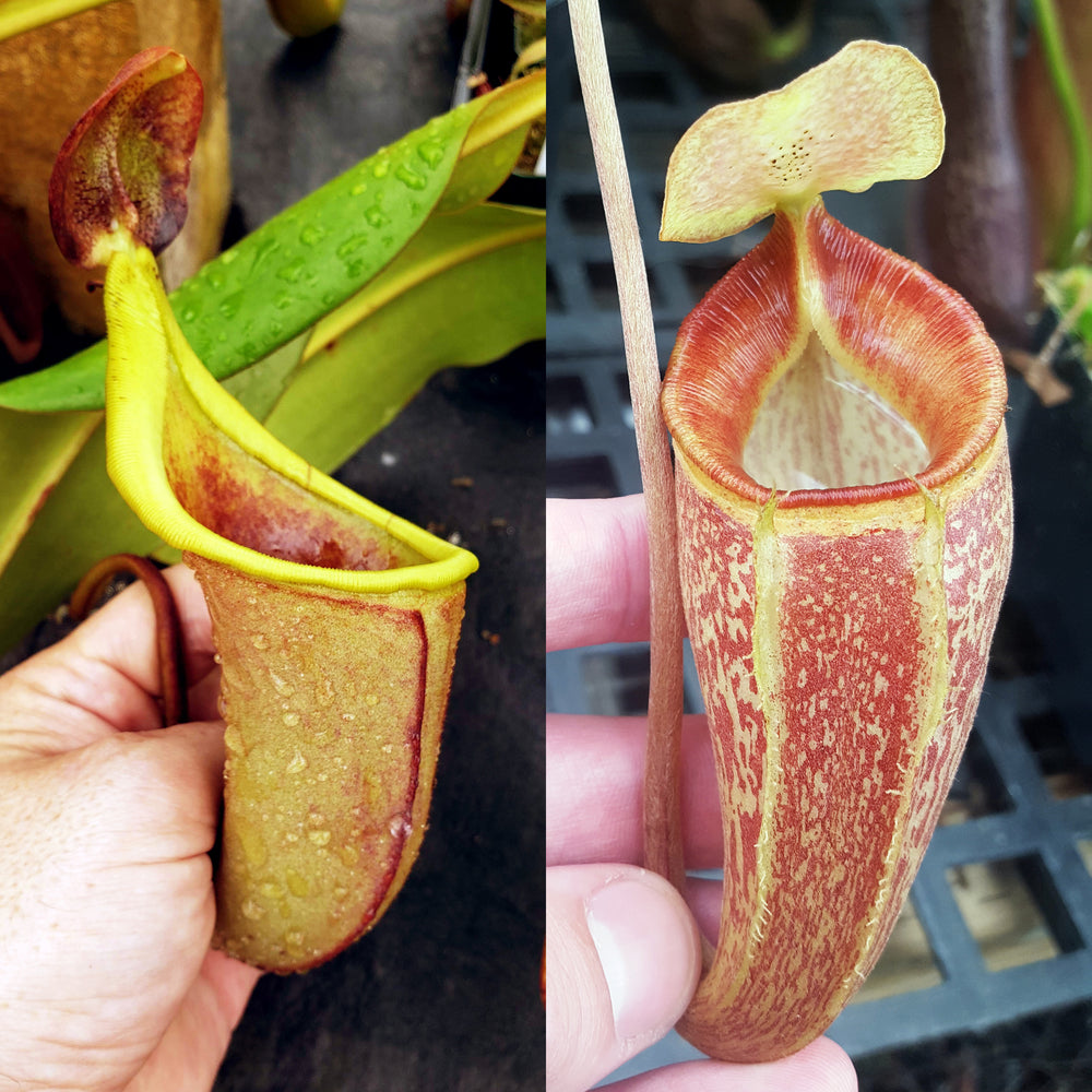 Nepenthes Talented Triumph