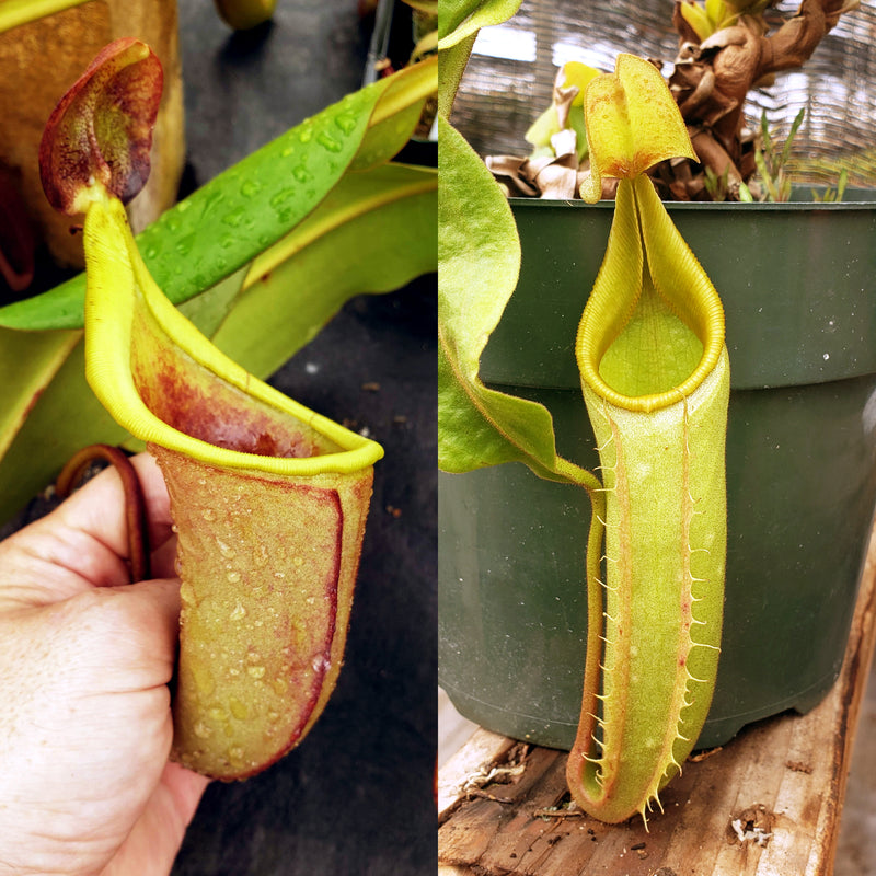 Nepenthes Talented Valor