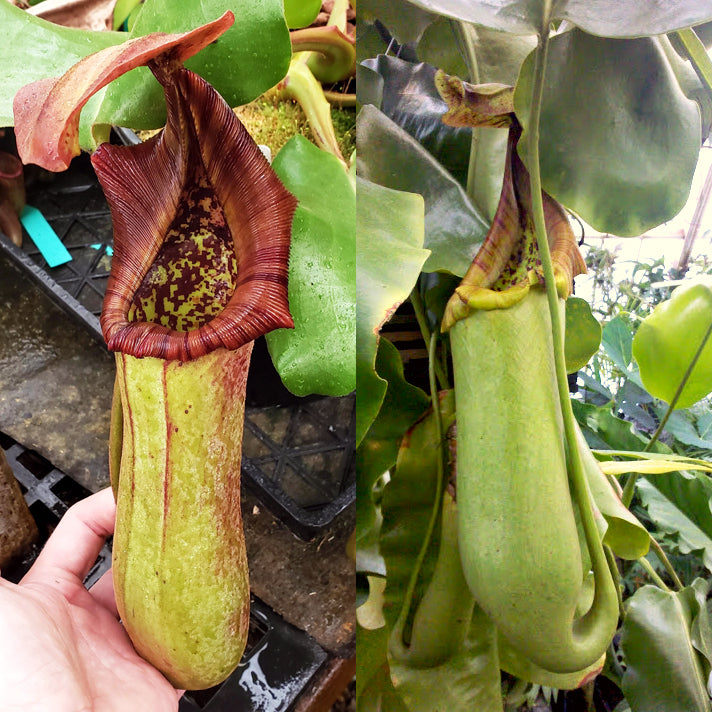 Nepenthes truncata - seed-grown - Nepenthes Temple's Trek