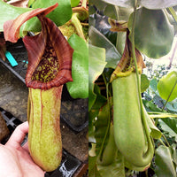 Nepenthes truncata - Seed-grown - Nepenthes Temple's Trek