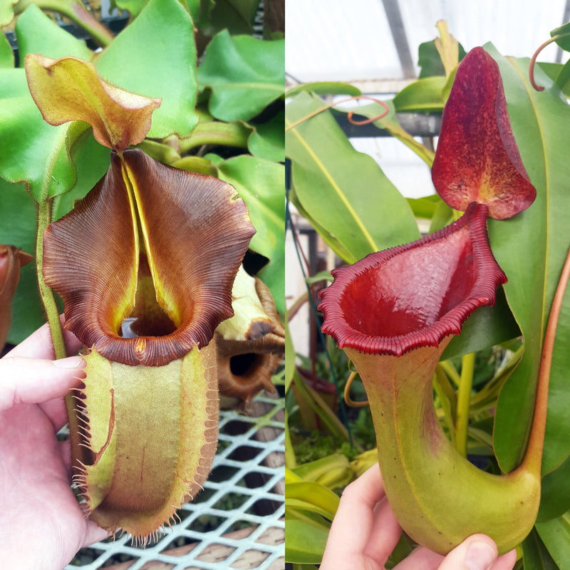 Nepenthes Valiant Battle