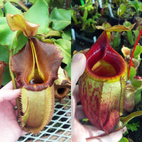 Nepenthes Valiant Mirror