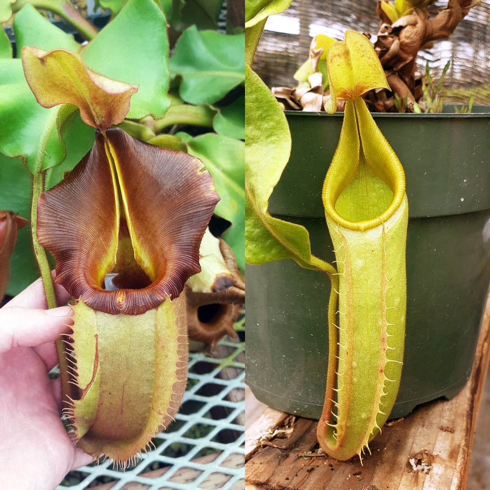 Seed-grown Nepenthes veitchii trio