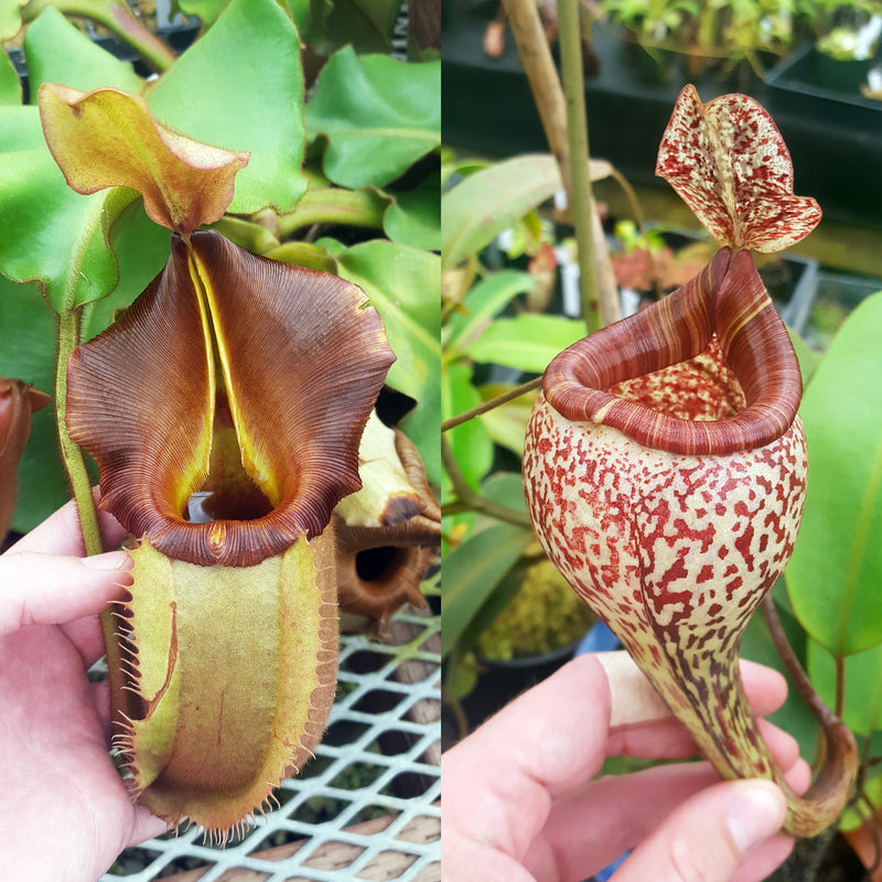 Nepenthes Valiant Vision