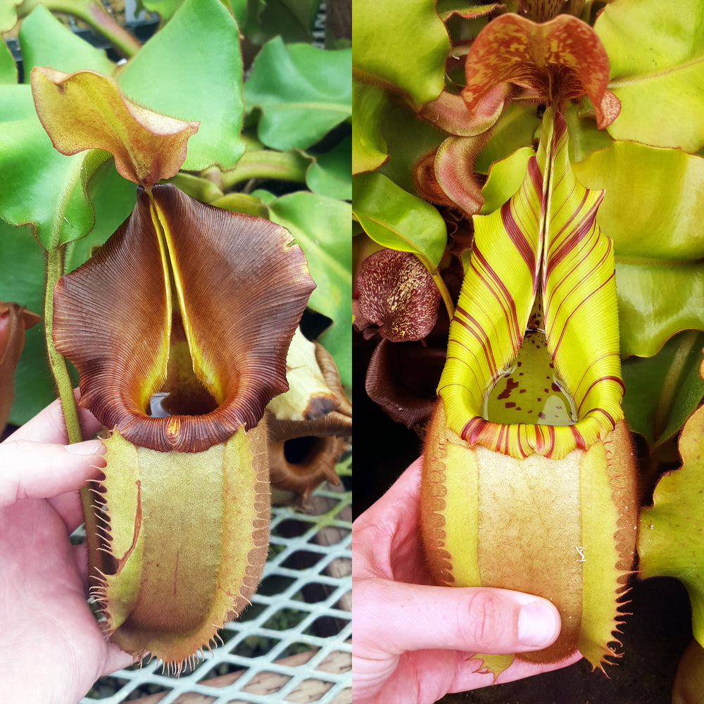 Valiant Vortex Nepenthes veitchii Valiant Vortex | Guaranteed Stripes | Specimens