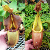 Seed-grown Nepenthes veitchii trio