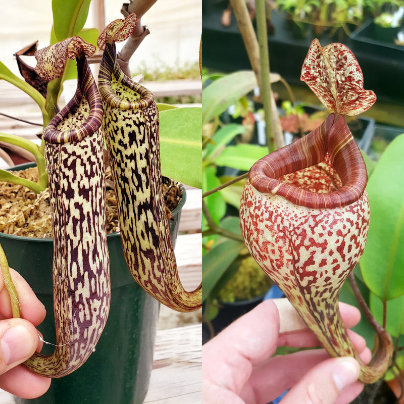 Nepenthes vogelii - Seed-grown - N. Vibrant Vision