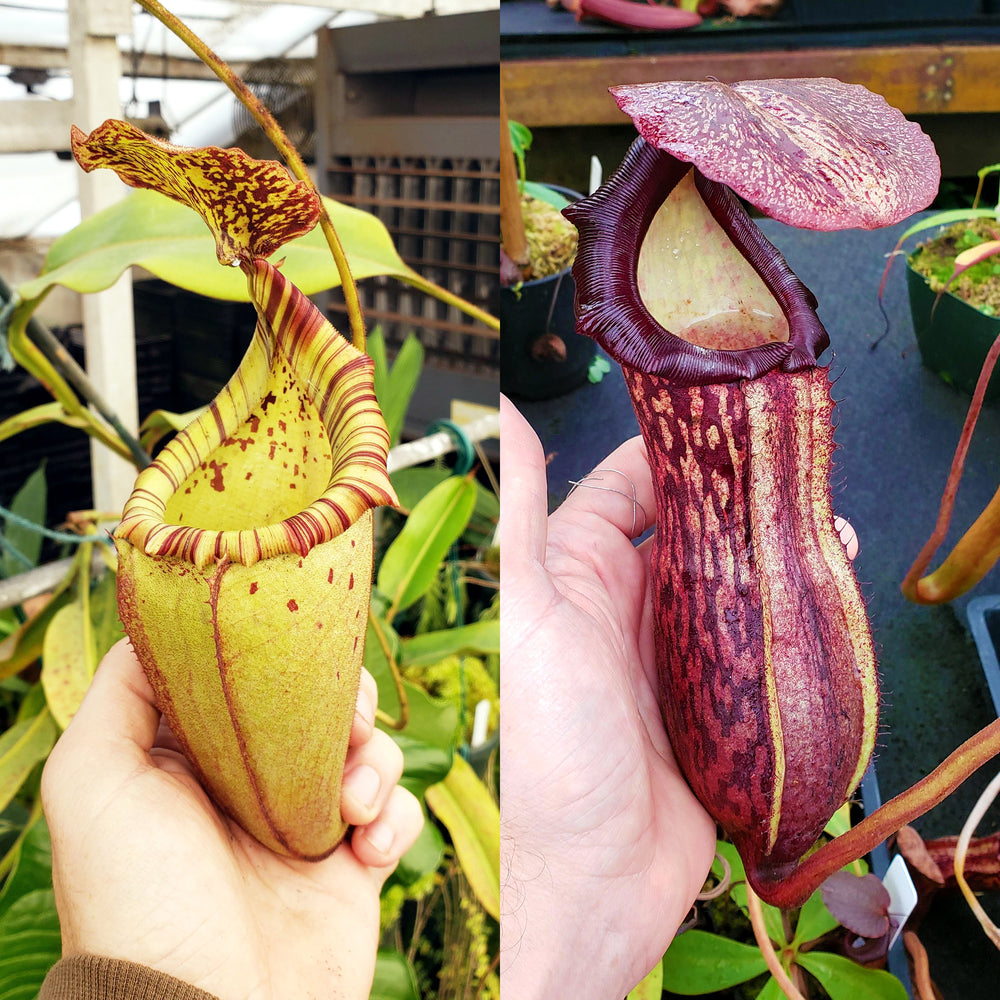Nepenthes Vintage Bandit