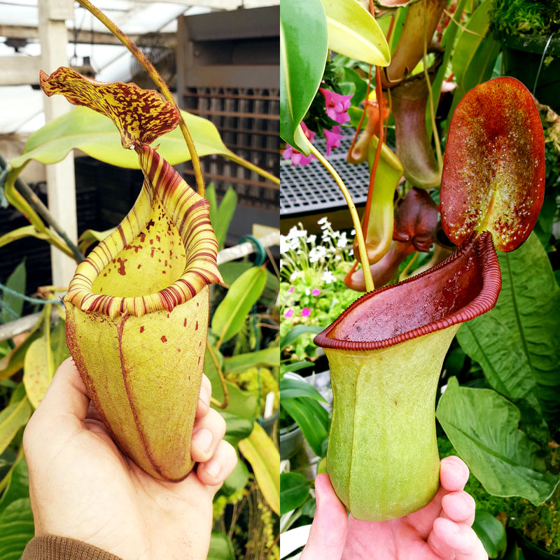 Nepenthes Vintage Beast