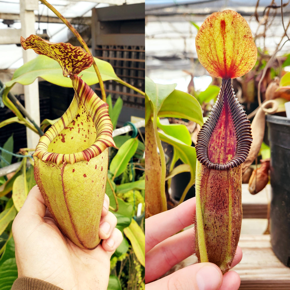 Nepenthes Vintage Record