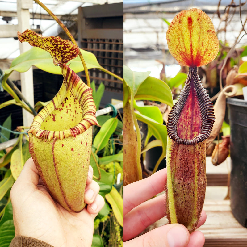 Nepenthes Vintage Record
