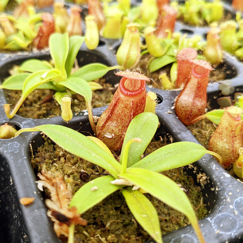 Nepenthes Virtuous Pixie