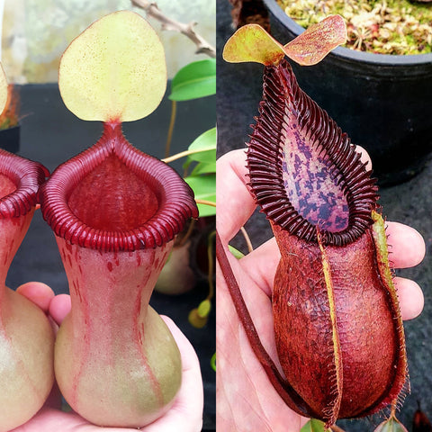 Nepenthes Virtuous Silence