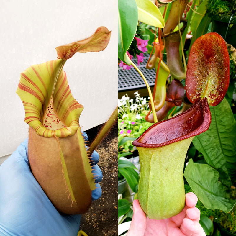 Nepenthes Vital Beast