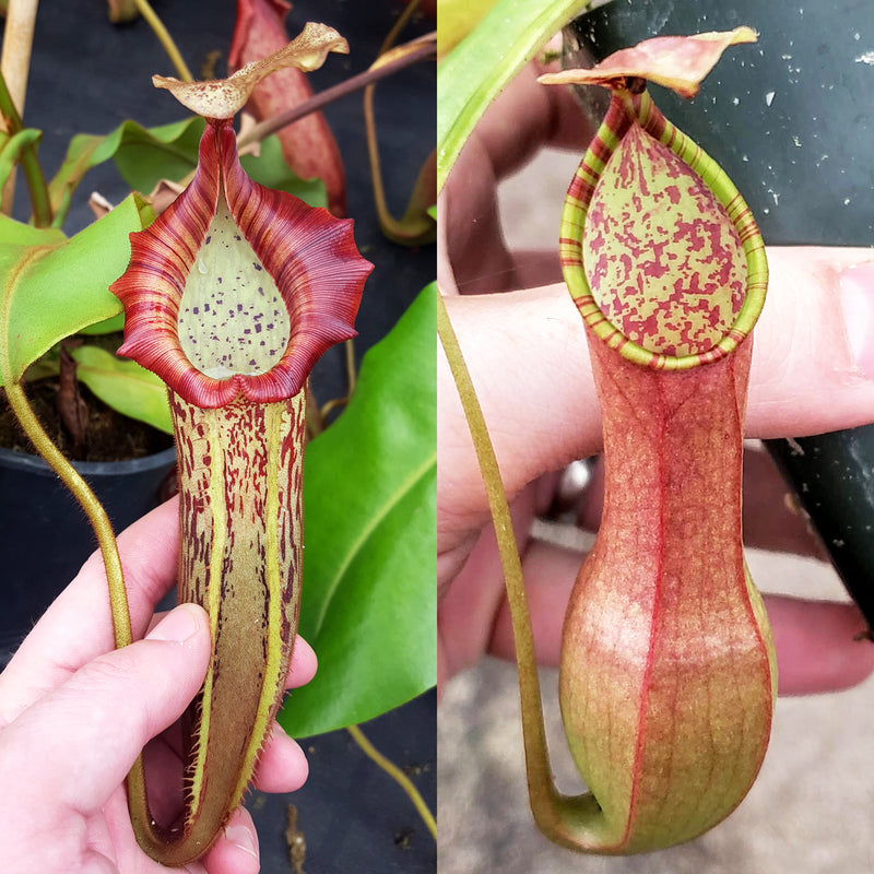 Nepenthes Vivid Actor