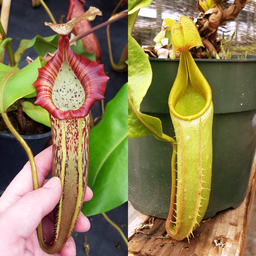 Nepenthes Vivid Valor
