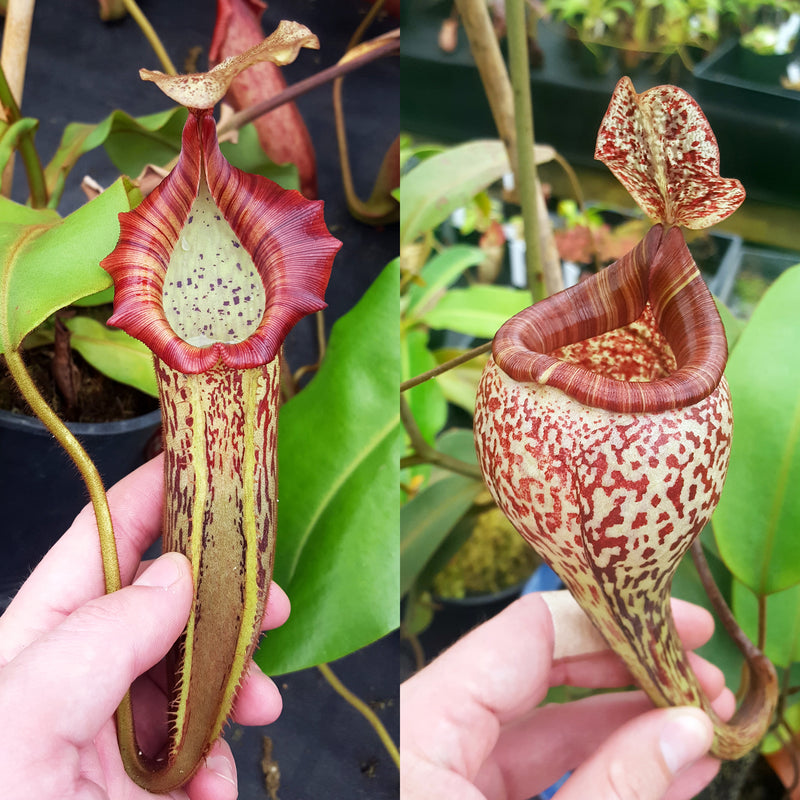 Nepenthes Vivid Vision