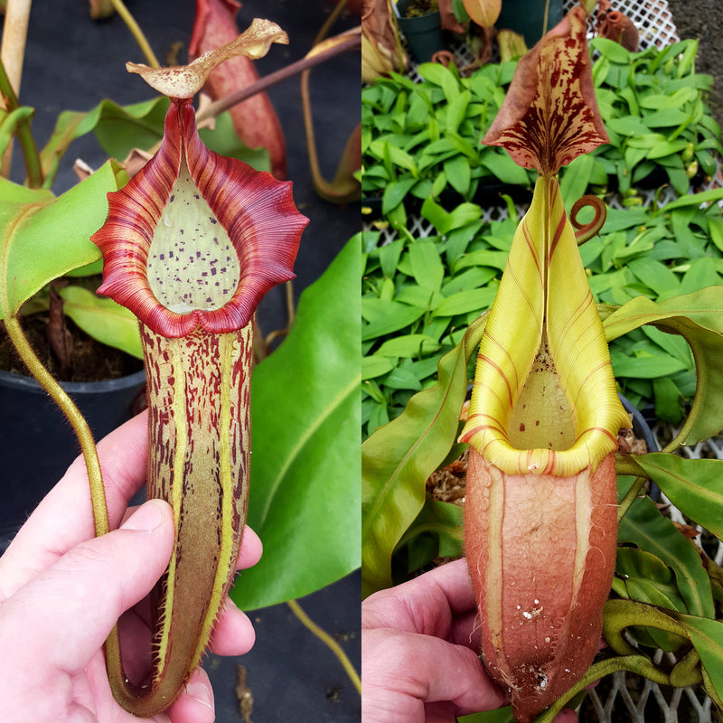 Nepenthes Vivid Voyage
