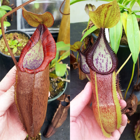 Nepenthes Dream Serpent