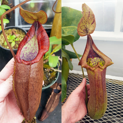 Nepenthes Dreaming Tyrant