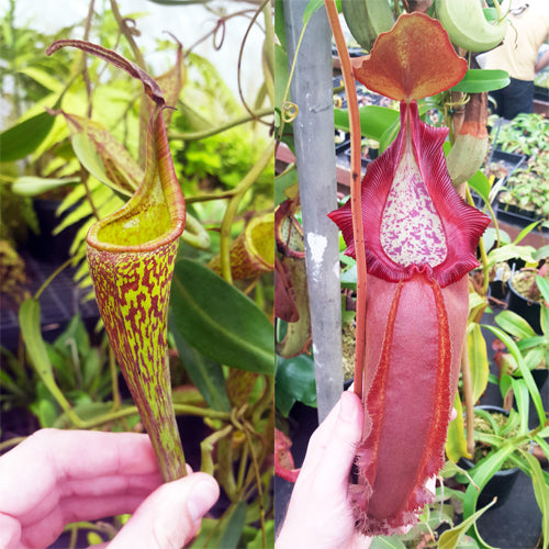 Nepenthes Fanciful Doom