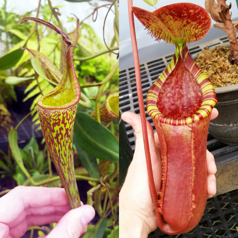 Nepenthes Fanciful Longing