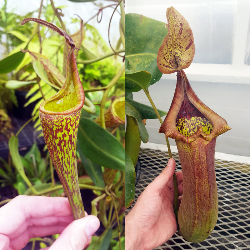 Nepenthes Fanciful Tyrant