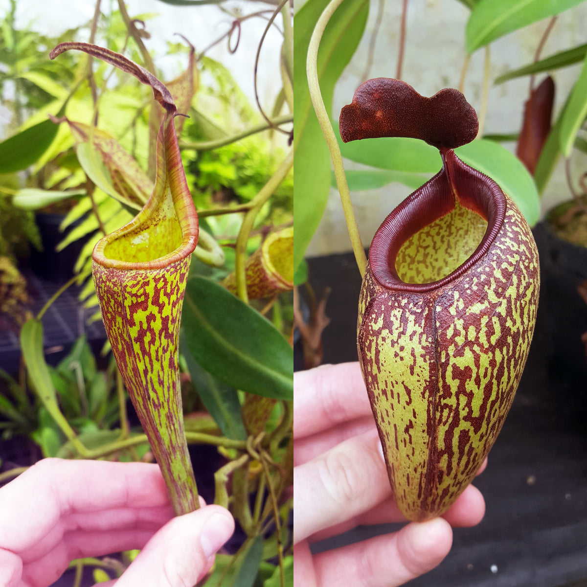 Nepenthes Fancy Artist | Predatory Plants