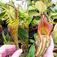 Nepenthes Fancy Tapestry