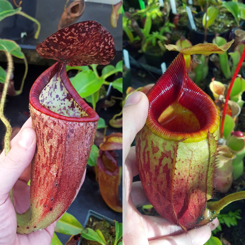 Nepenthes Glorious Mirror