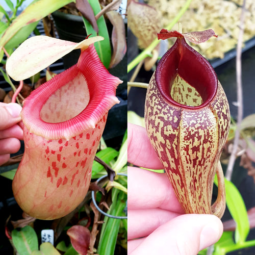 Nepenthes Jolly Twist