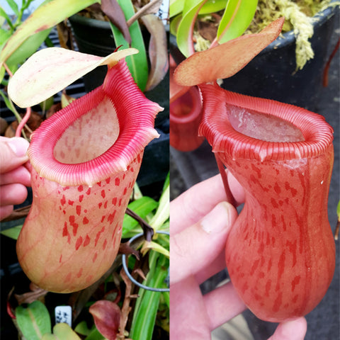 Nepenthes Jolly Victory