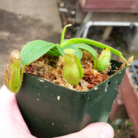 Nepenthes Love Twist