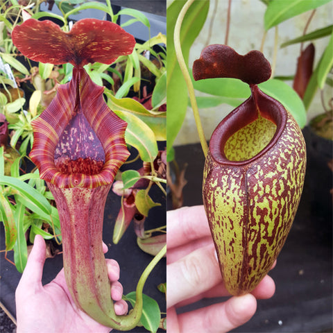 Nepenthes Lovely Artist