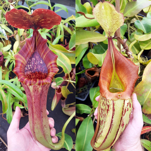 Nepenthes Lovely Tapestry