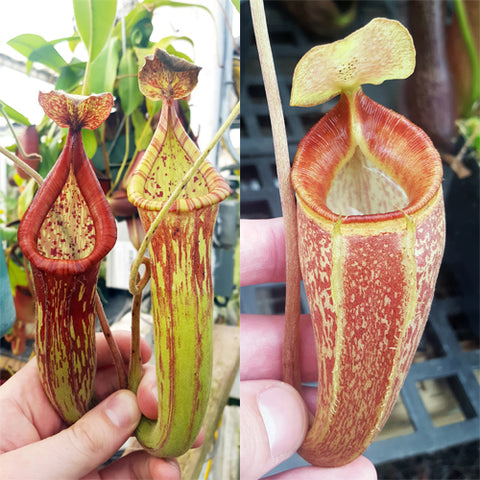 Nepenthes Righteous Triumph